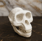 Lucy Australopithecus Afarensis Skull Replica - Museum-quality