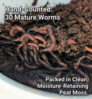 Live Red Wiggler Bait Cup - 30 Count