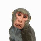 Japan Furuta Kaiyodo Japanese Monkey Ape Animal Realistic Figure Miniature