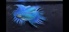 Live Betta Fish -paradise Fish  electric Blue  1 Pair