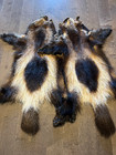 Taxidermy Wolverine Skin hide fur pelt   Tanned Wolverie Fur