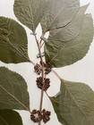 Antique Herbarium Pressed Botanical Specimen  1950s Beautyberry 17  X 11 