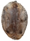 Tanned Beaver Pelt  Imperfect Grade - Very Soft Tan 