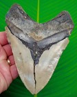 Megalodon Shark Tooth  5 50    Real Fossil No Restorations Sharks Teeth