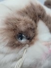Gund Grumpy Siamese Cat 9  Plush Stuffed Animal Toy Silver Eyes Cream Fur