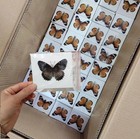 Real Butterfly Specimens  Butterfly Specimens Of Different Colors And Styles  Us