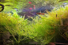 2 Cups Of Aquarium Live Freshwater Mixed Java Moss Plants