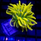 Malaysian Holy Grail Gold Torch Wysiwyg - Indigo Corals - Ic 3189
