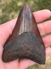 Meherrin River Shark Teeth Lot Megalodon Great White Mako