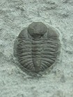 Fossil Trilobite Ampyxina Bellatula Ordovician Maquoketa  Formation Mo 