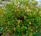Pachycentria Glauca-great Hanging Ant Plant  Easy Melastome  Handsome Foliage