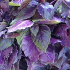 Dark Opal Basil Seeds  Non-gmo  Purple Basil  Variety Packet Sizes  Free Ship