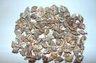 1 2  Pound  Bursa Granularis  Sea Shells - Beach  Decor Great For Crafts