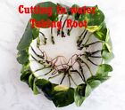 Cutting Climbing Giant Pothos Philodendron Money Tree Plants