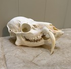 Chinese Water Deer Skull Buck Skull Taxidermy Gothic Aka Vampire Deer