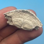 Burrfish Mouthplate Fossil Bone Valley Florida Authentic Fish Fossil