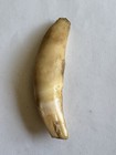 495- Tooth  Teeth  Fox   s Tooth  Coyote   s Tooth
