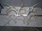 Bulk Lot  9 2lb Wild Cgrade Whitetail Deer Antler Shed Cuts Horn Decor Weathered