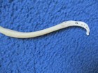 Real Raccoon Baculum Penis Unique Broke   Healed Oddity Rare Freak Cancer  88