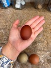  6  Assorted Rainbow Chicken Hatching Eggs