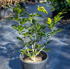 1 Rooted Cuttings Orange Jasmine Murraya Paniculata China Box Mock Orange Plant