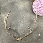 Mule Deer Skull Cap Antlers  1235