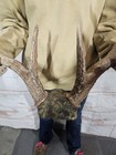 Wild 10 Point Whitetail Deer Antler Rack Horn Skull Plate Mount Man Cave 140 