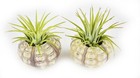 2 Real Air Plant In Thai Sea Urchin Shells  2   Beautiful Coastal Beach Decor 