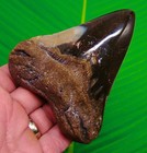 4 32   Megalodon Shark Tooth Colorful Real Fossil No Restorations Sharks Teeth