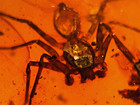 A101 Bu8016 Superb Large Spider In Authentic Burmese Amber Burmite  99mya
