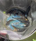 Live Betta Fish -paradise Fish    snake Blue    1 Pair