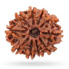 14 Mukhi Rudraksha Nepali Original Certified Igl Lab Tested Special Brown Color