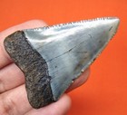 Great White Shark Tooth - 2 11 - Real Fossil - Huge Shark Teeth - No Repairs