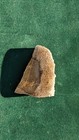 Rare Texas Palm Wood  Petrified Wood  Beautiful Colorations 2 x2 75 x 5  