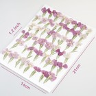 48pcs Dianthus Real Dried Pressed Flowers Leaf Plant Herbarium For Craft Jewe   