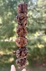 Chinese 19th Century Hand Carved Hediao Nut Beads  Miniature Figures Set Of 12    