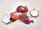 Royal Cloak Scallop Seashells Red Purple  10 Shells Approx  1 5  Inches 