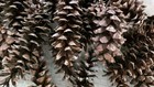 Lot Of 100 Pinecones - Approx 5-6  Long Eastern White Pine - Crafts - Christmas