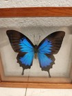 Papilio Ulysses Framed Insect Butterfly Art From Indonesia 