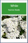 White Yarrow Seeds   Non-gmo   Heirloom   Fresh Garden Seeds