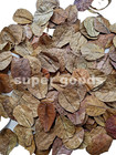 500pcs Indian Almond Leaves 10-15cm Catappa Ketapang For Fish  Shrimp  Aquarium