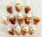 Lot 12 Fighting Conch Seashells Florida Nautical Seashells Beach Wedding Decor D