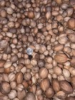 10 Lbs  South Carolina Organic Mature Shagbark Hickory Nuts Float Tested