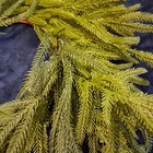 Faux Norfolk Pine Wreath Artificial Greenery Christmas Front Door Decor Nwot