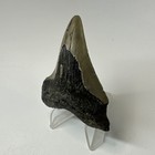 Megalodon Shark Tooth 2 84 Inch - Real - Natural Fossil - Carolina - Rare 19367