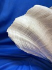 Natural Giant Clam Shell Single Valve  About 20  Across  11  High    12 Pounds