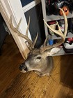 Monster 11 Point Whitetail Deer Shoulder Mount Taxidermy Home Decor Real Deal
