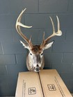 White Tail Deer Shoulder Mount Buck Peak Condition Easy To Install