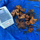 50lb Box Of Dry Seasoned Olive Wood Cut Offs