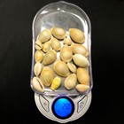 Polished Gold Ring Cowrie Sea Shells Premium Quality 25 Gram Bag For Crafting